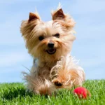 13 Of The Smallest Dog Breeds In The World Definitely Melting Your Heart