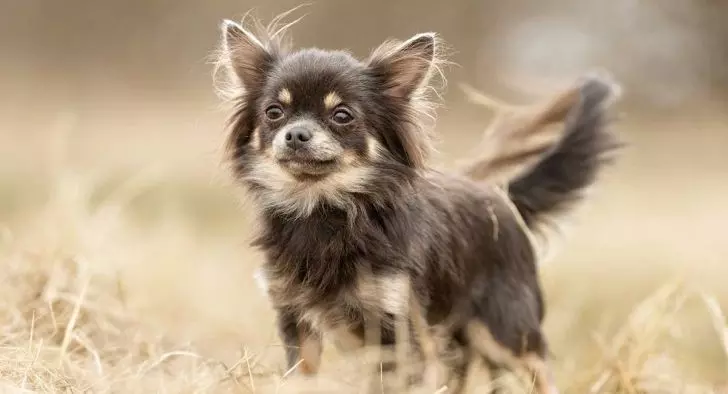 10 Of The Smallest Dog Breeds In The World Definitely Melting Your Heart
